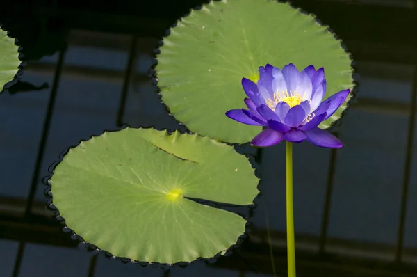 Lotus Flower (Nelumbo nucifera) — Stock Photo, Image