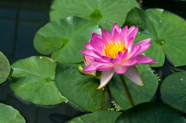 Flor de Loto (Nelumbo nucifera ) — Foto de Stock