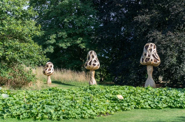 Tom Hare 's Fungi Fairy Ring — стоковое фото