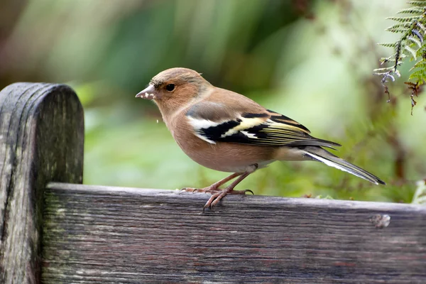 Primo piano del fringuello comune — Foto Stock