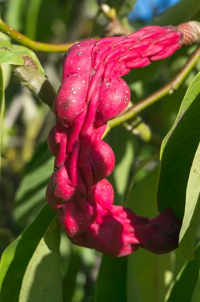 Red Fruit of a Saucer Magnolia (Magnolia x soulangiana etc) — Stock Photo, Image