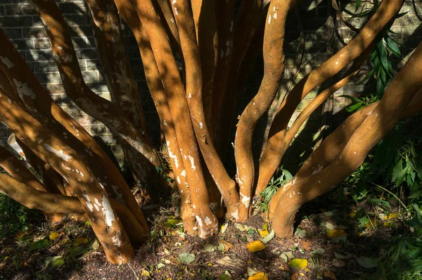 Árvore da murta chilena (luma apiculata ) — Fotografia de Stock