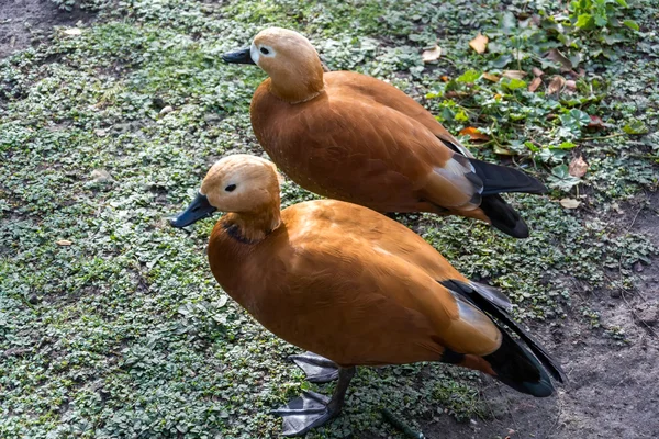 Casarca of brahminy eend (tadorna ferruginea) — Stockfoto