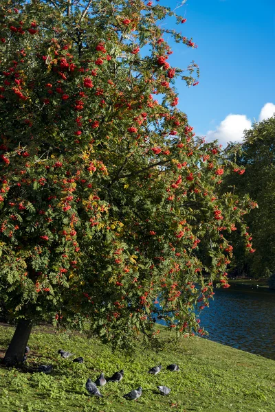 Fruto del Rowan o Ceniza de Moutain — Foto de Stock