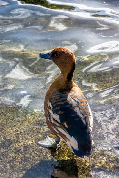 Canard siffleur complet (Dendrocygna bicolor) — Photo