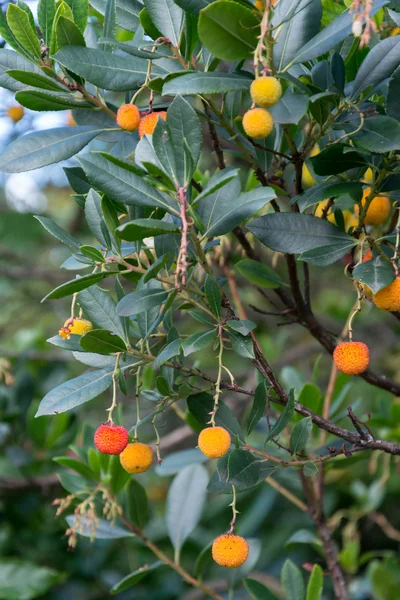 Pohon Strawberry — Stok Foto