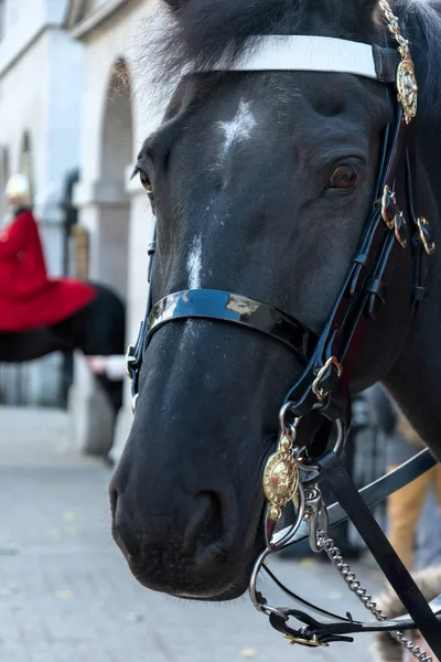 クイーンズブレイド近衛騎兵隊の馬 — ストック写真