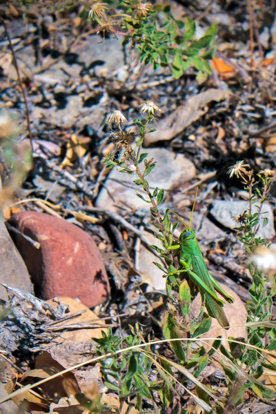 Solitary Desert Locust — Stock Photo, Image