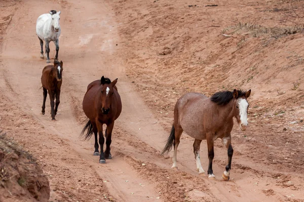 Cavalos selvagens Canyon de Chelly — Fotografia de Stock