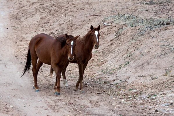 野马峡谷（Canyon de Chelly） — 图库照片