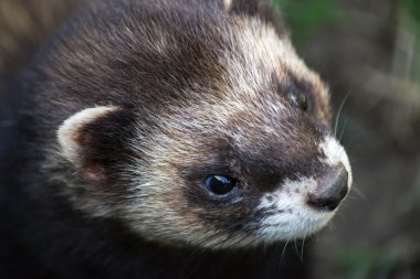 bir Avrupa sansar (mustela putorius yakın çekim çekim)