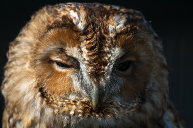 Alaca baykuş (Strix aluco)
