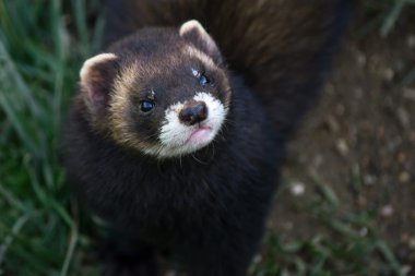 Avrupa sansar (mustela putorius)