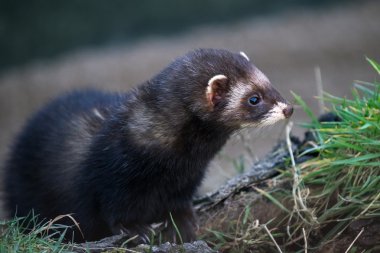 Avrupa sansar (mustela putorius)