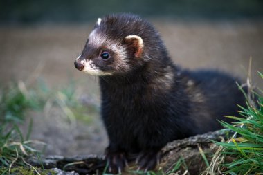 Avrupa sansar (mustela putorius)