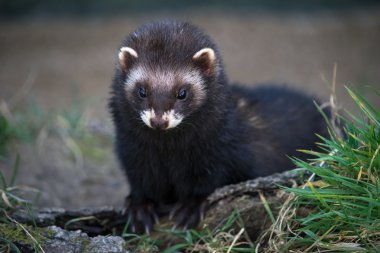 Avrupa sansar (mustela putorius)