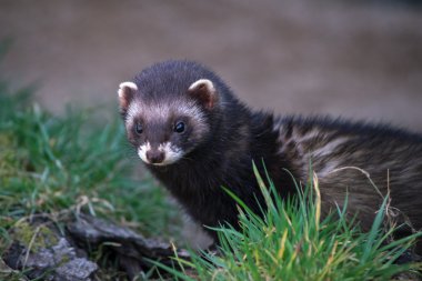 Avrupa sansar (mustela putorius)