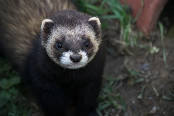 Close-up shot of an European Polecat (mustela putorius) — Stock Photo, Image