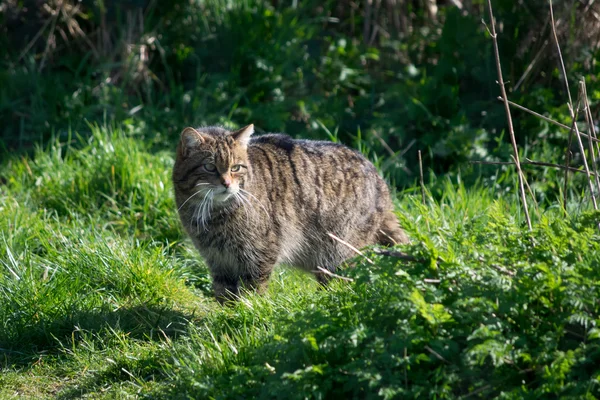 European Wildcat (felis silvestris silvestris) — Stock Photo, Image