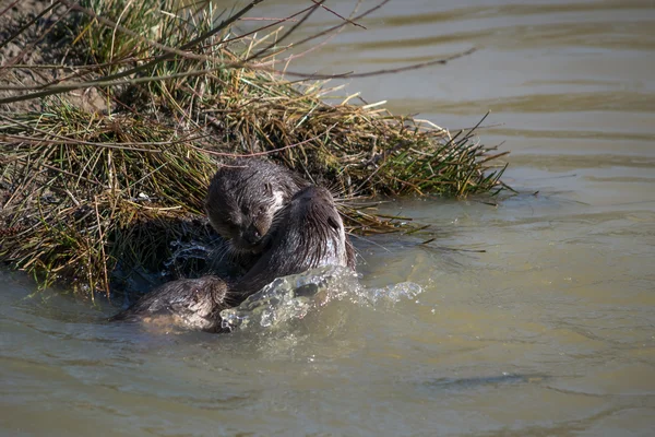 Otter eurasiatica (Lutra lutra) in habitat naturale — Foto Stock