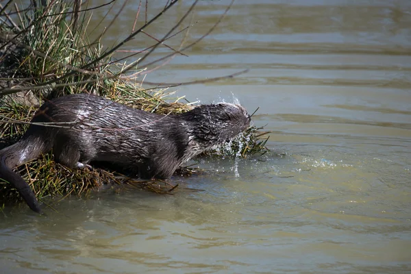 Loutre d'Eurasie (Lutra lutra) dans l'habitat naturel — Photo