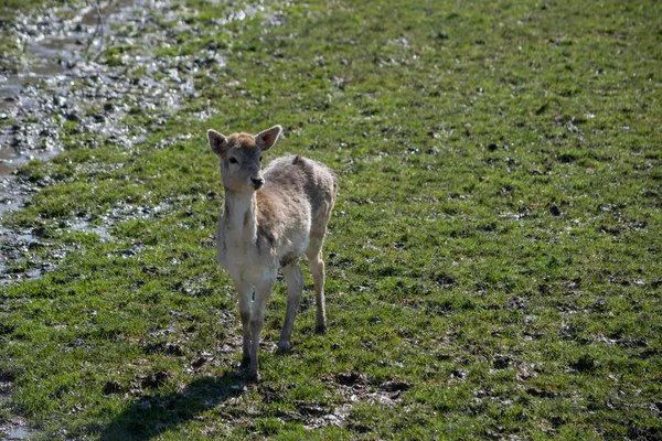 Fallow Deer (dama dama) — Stock Photo, Image