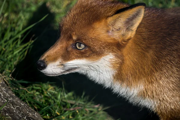 Renard roux (Vulpes vulpes)) — Photo