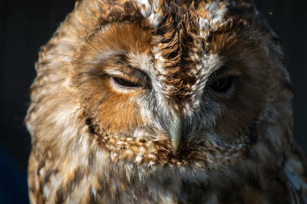 Búho Tawny (Strix aluco ) — Foto de Stock