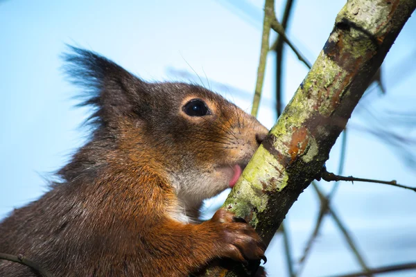 欧亚红松鼠（Sciurus vulgaris）) — 图库照片