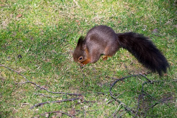 Esquilo vermelho eurasiano (Sciurus vulgaris) — Fotografia de Stock