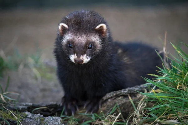 Tchórz zwyczajny (mustela putorius) — Zdjęcie stockowe