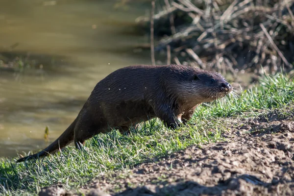 Eurasischer Fischotter (lutra lutra) in natürlichem Lebensraum — Stockfoto