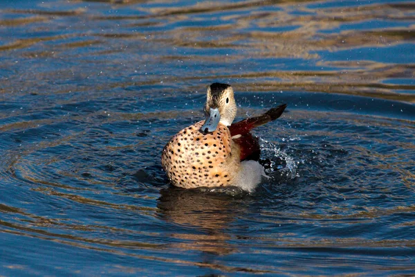 Halkalı Teal (Callonetta leucophrys) — Stok fotoğraf