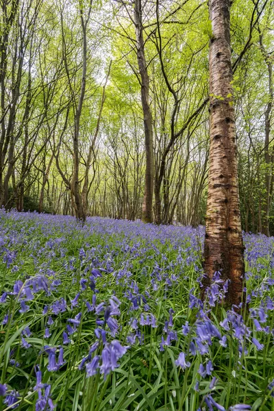 Sussex Bluebells — Stock Photo, Image