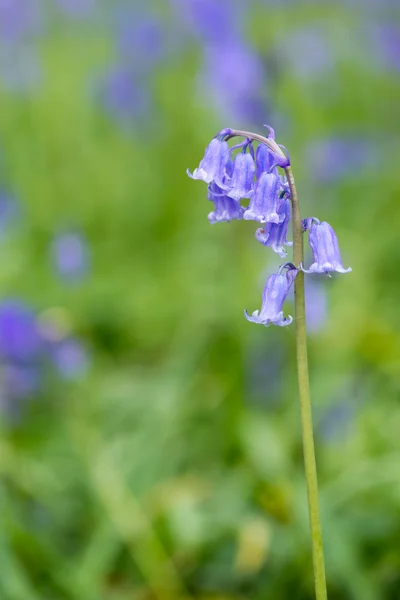 BlueBell del Sussex — Foto Stock