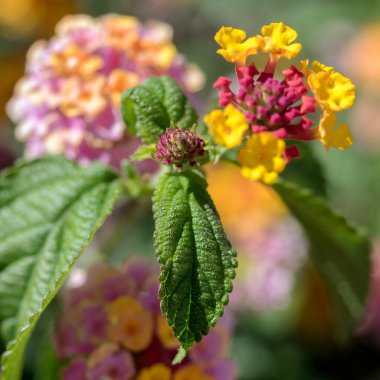 Marbella İspanya 'daki Lantana Camara çalısı
