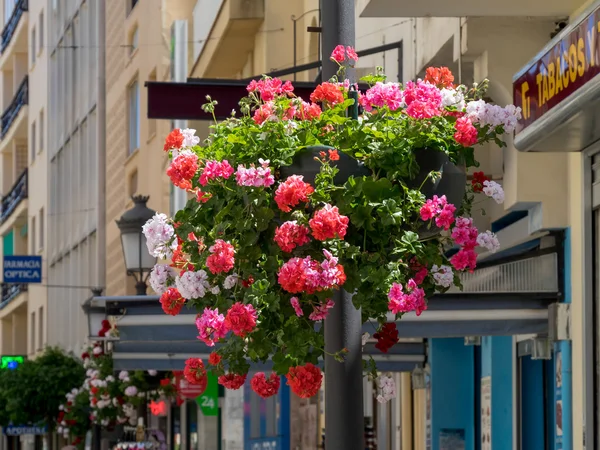 Blommor på en gata i estepona Spanien — Stockfoto
