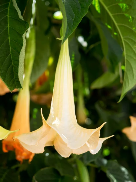 Brugmansia blomning i estepona — Stockfoto