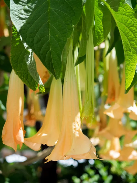 Brugmansia floração em Estepona — Fotografia de Stock