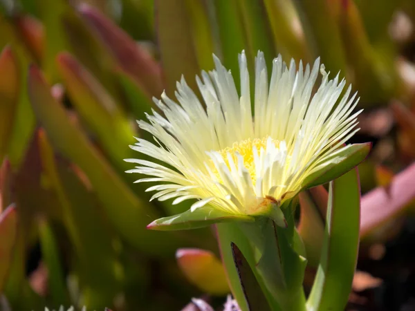 Amarelo Carpobrotus edulis flor Costa del Sol — Fotografia de Stock