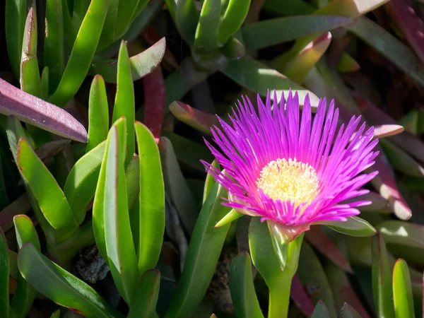 Пурпурний carpobrotus білий уродити квітка Коста дель Соль — стокове фото