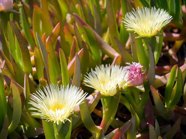 Amarillo Carpobrotus edulis flores Costa del Sol — Foto de Stock