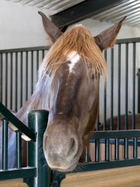 ronda yakınlarında bir çiftlikte istikrarlı bir at