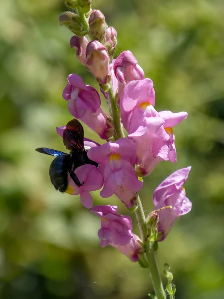 ผึ้งช่างไม้ ( Xylocopa ) — ภาพถ่ายสต็อก