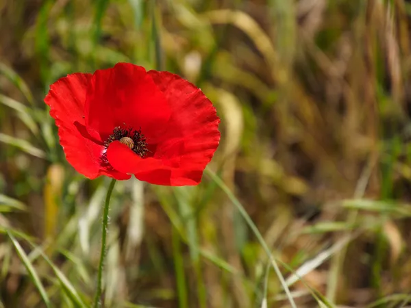 Vallmo som blommar i ronda Spanien — Stockfoto