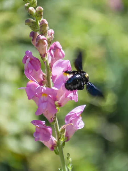 Carpenter bee (Apoidea) — Stock fotografie