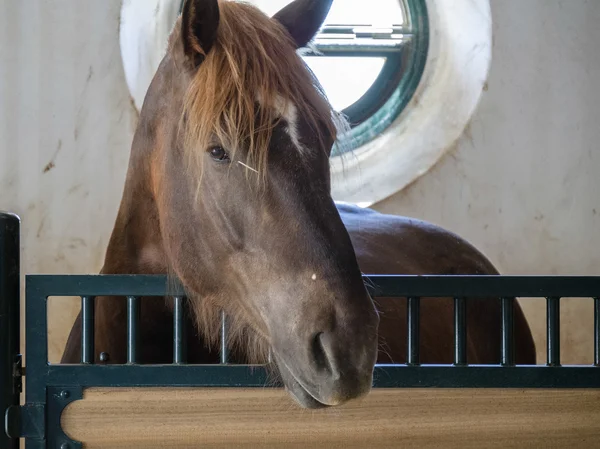 Caballo en un establo en una granja cerca de Ronda —  Fotos de Stock