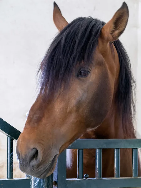 Pferd in einem Stall auf einem Bauernhof in der Nähe von Ronda — Stockfoto