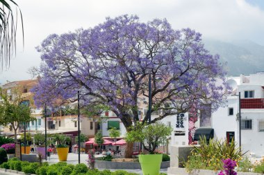 Benalmadena çiçekli mavi jakaranda (jacaranda mimosifolia) 