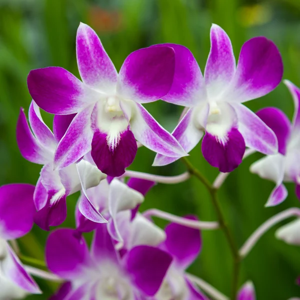 Orchidée à Singapour Jardins botaniques — Photo